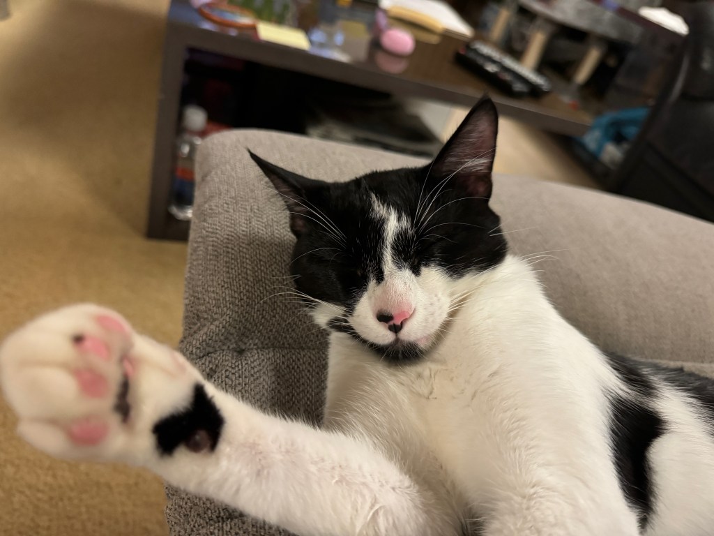 Kitkat the cat looking very comfy on the couch
