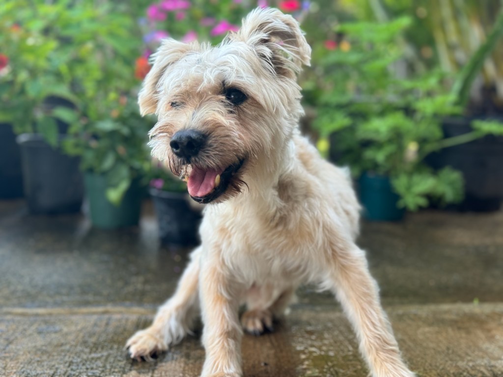 Hope the dog in his flower garden